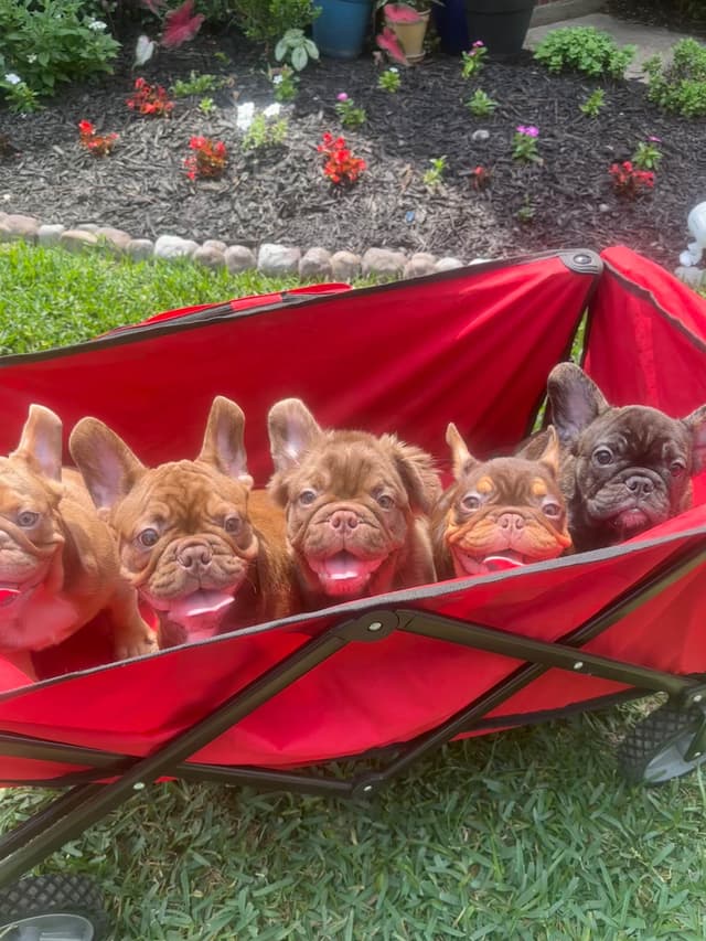 French Bulldog Puppies! media 11