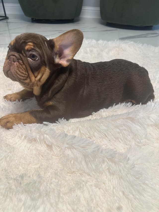 French Bulldog Puppies! media 12
