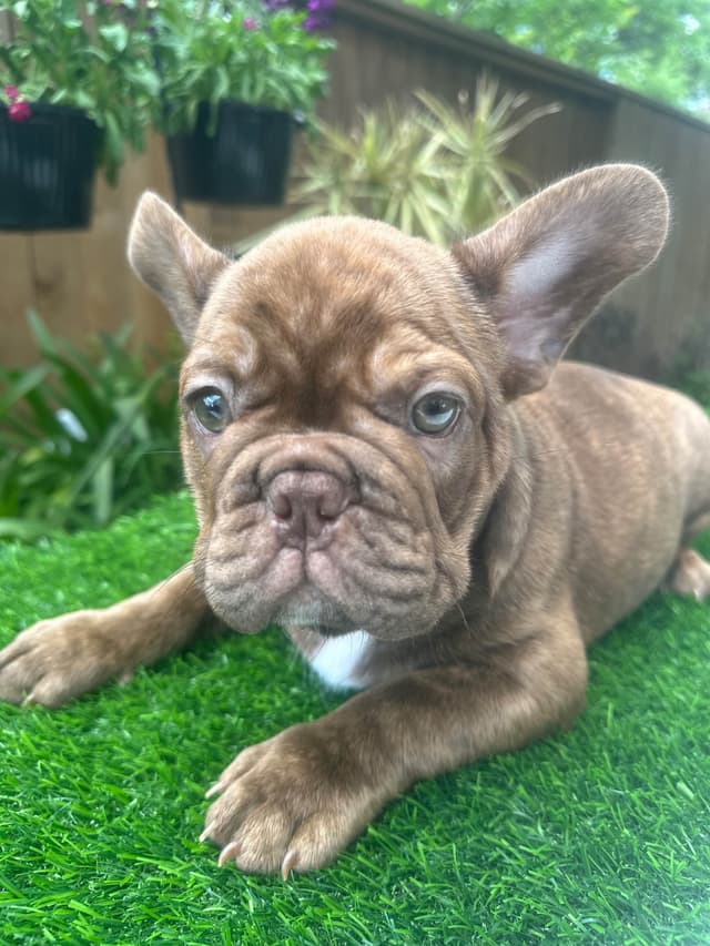 French Bulldog Puppies! media 13