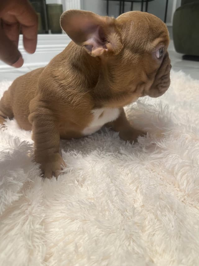 French Bulldog Puppies! media 14