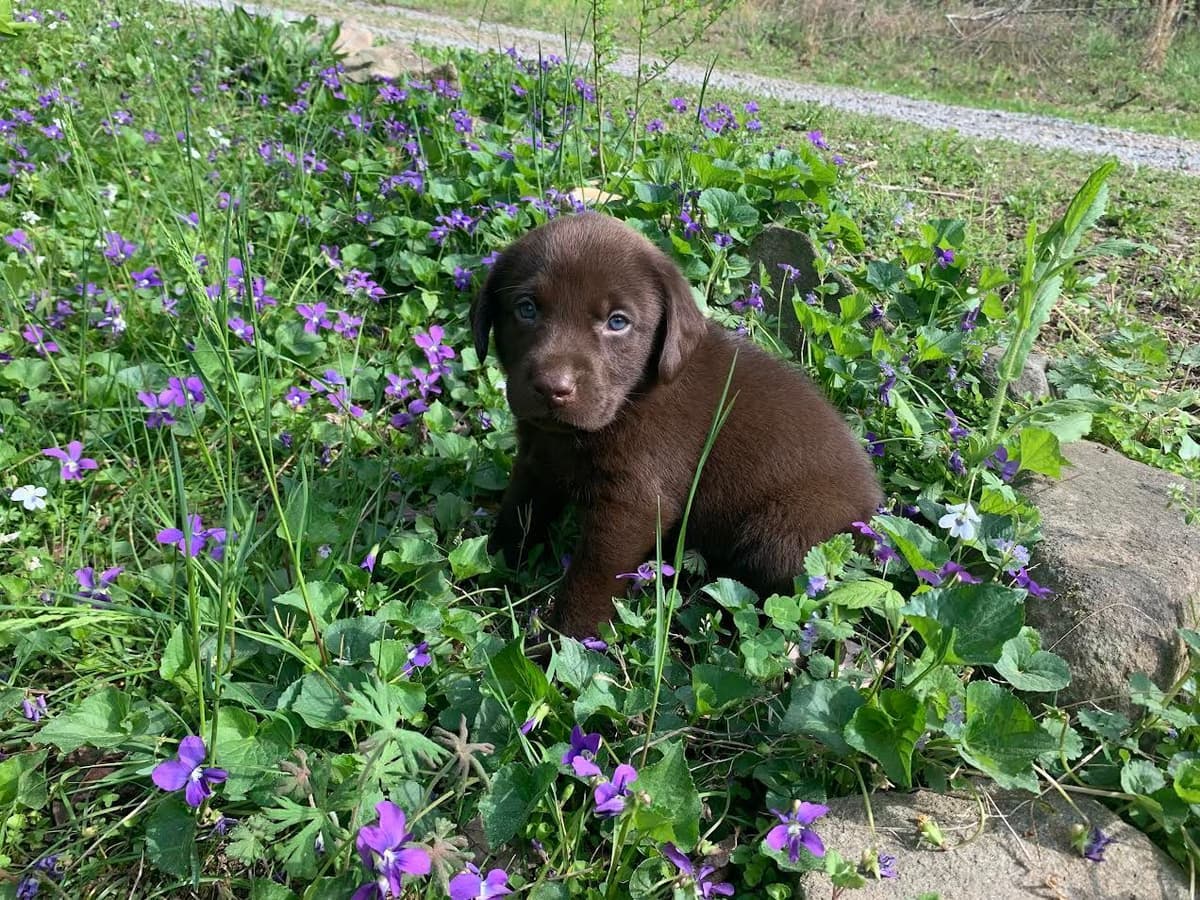 Labrador Retriever Puppies breeder image 5