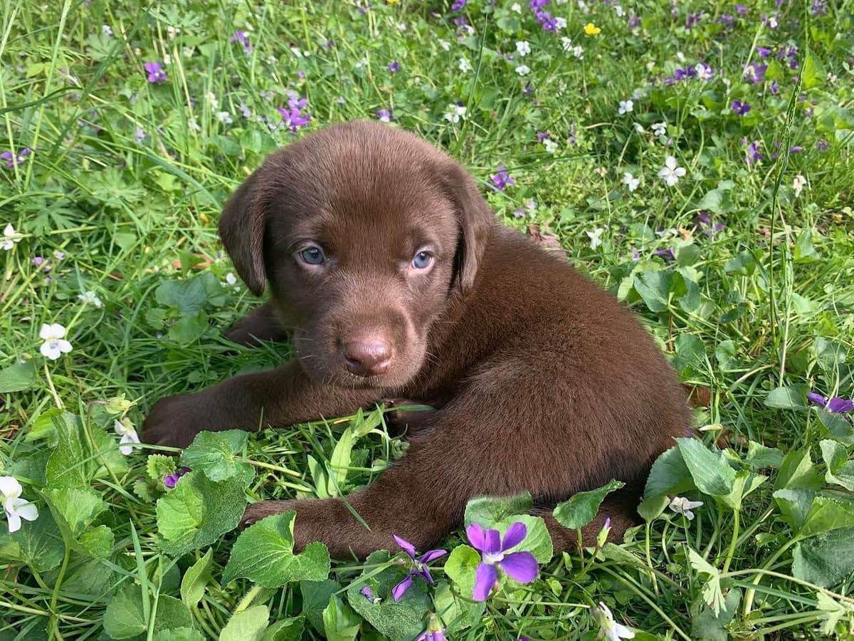 Labrador Retriever Puppies breeder image 6