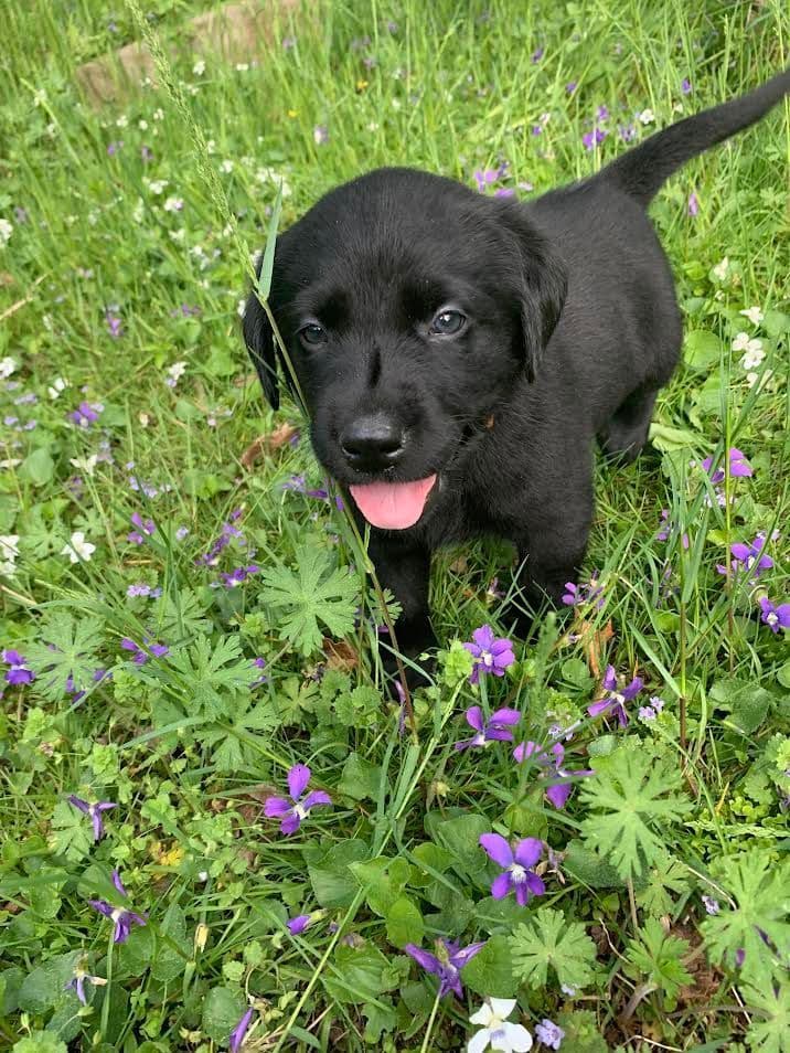 Labrador Retriever Puppies breeder image 7