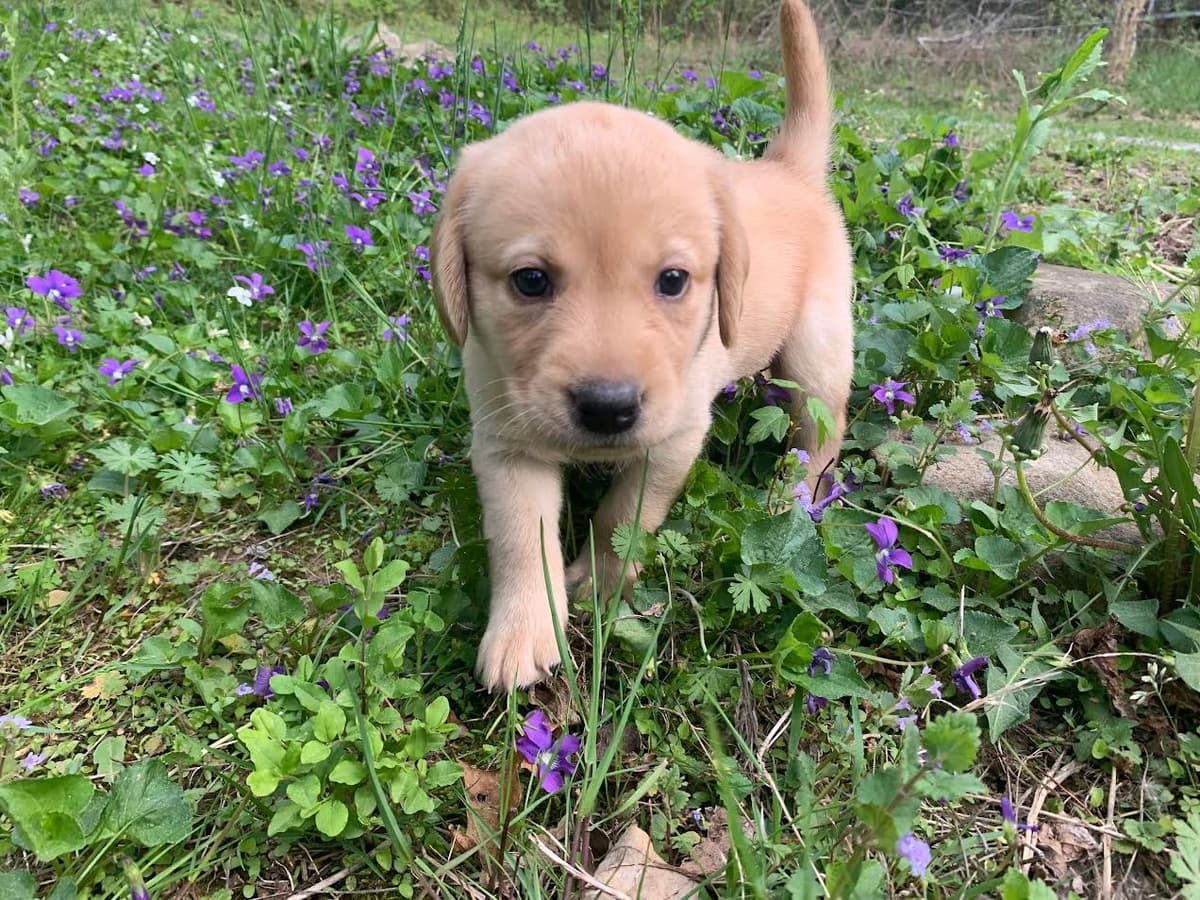 Labrador Retriever Puppies breeder image 8