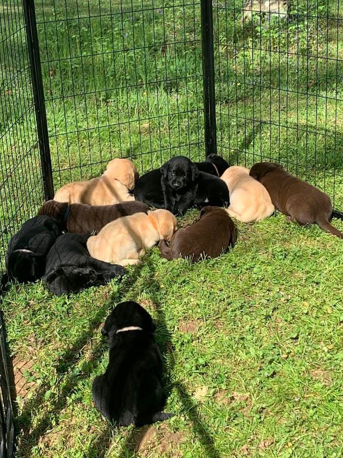 Labrador Retriever Puppies breeder image 10