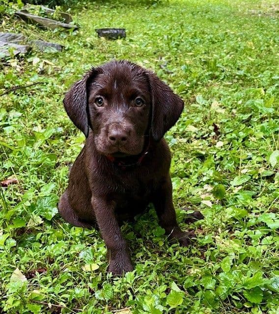Labrador Retriever Puppies breeder image 4