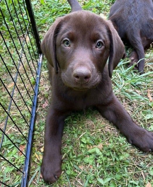 Labrador Retriever Puppies breeder image 12