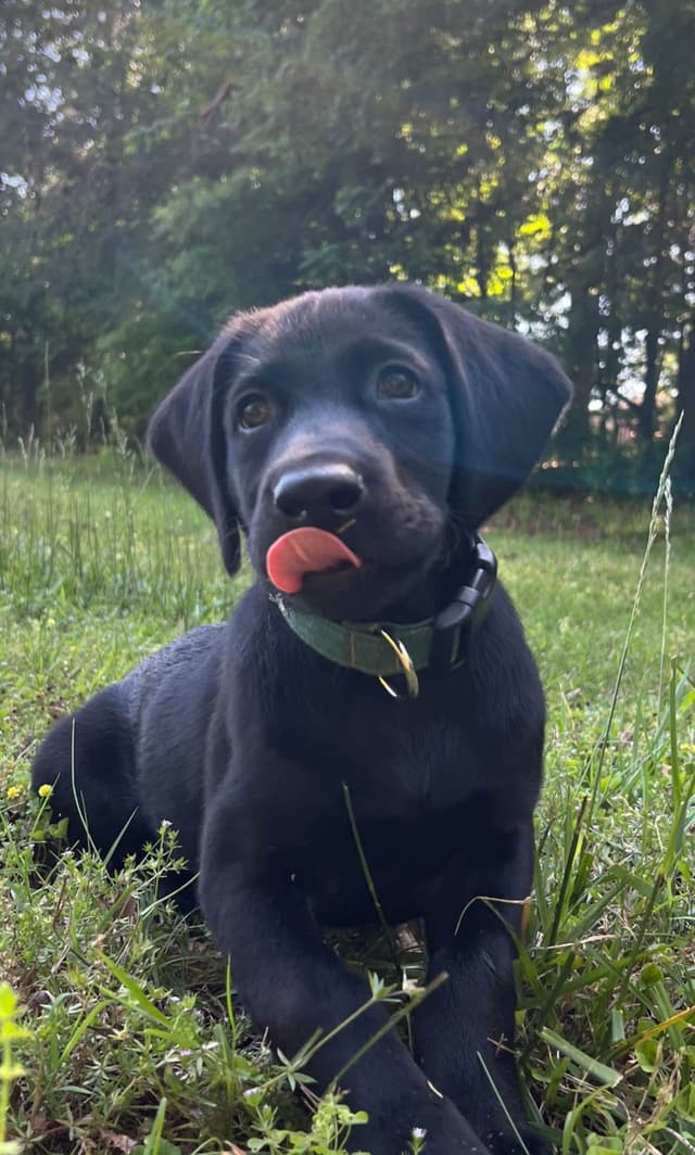 Labrador Retriever Puppies media 2