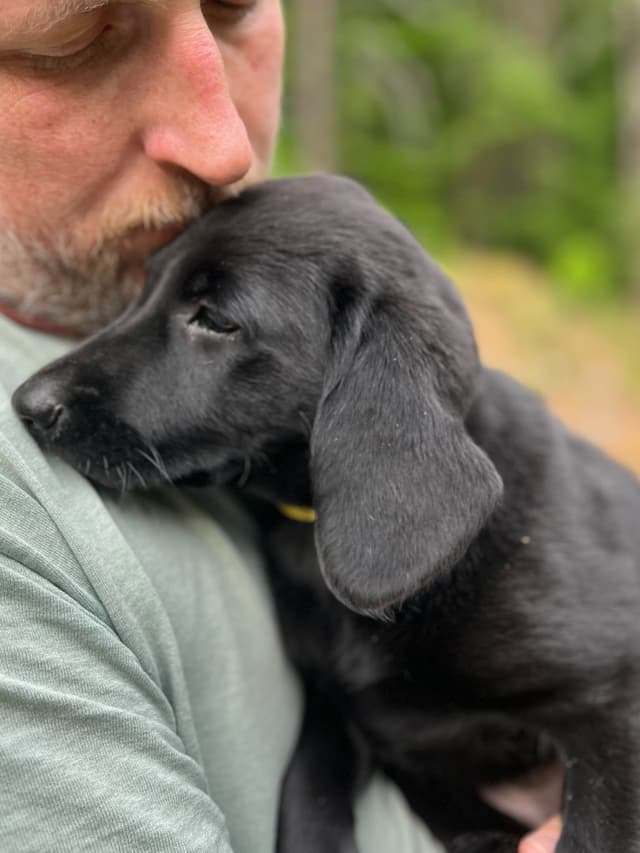 Labrador Retriever Puppies media 3