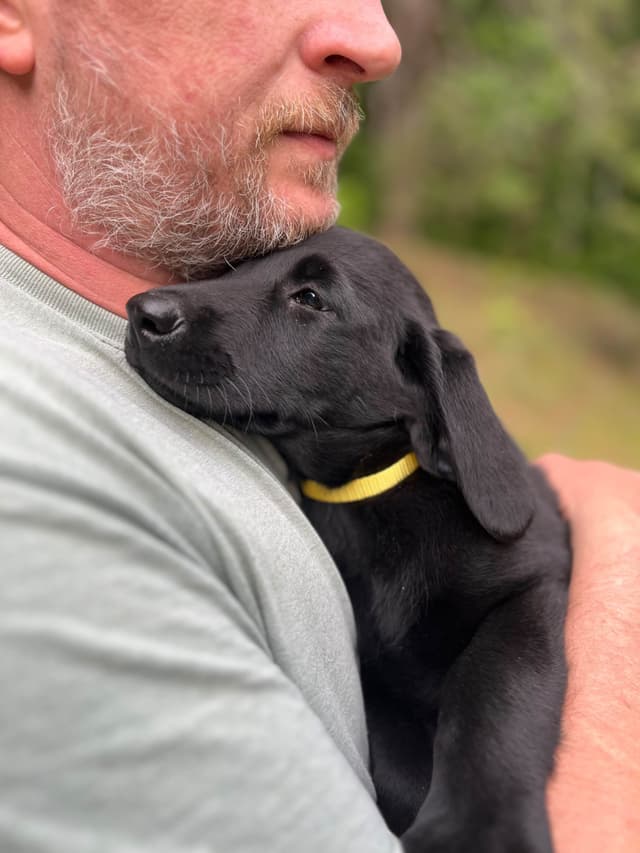 Labrador Retriever Puppies media 4