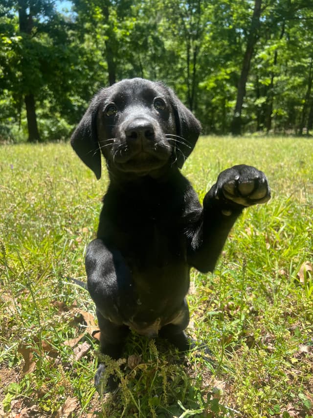 Labrador Retriever Puppies media 5