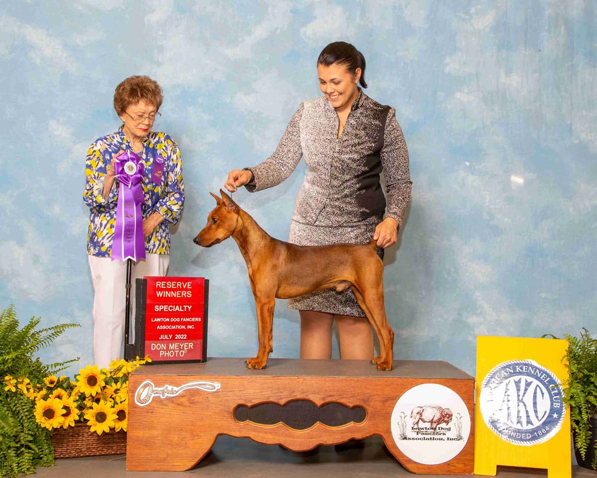 German Pinscher Pups breeder image 3