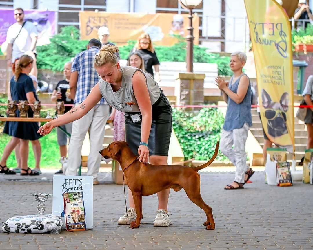 German Pinscher Pups breeder image 4