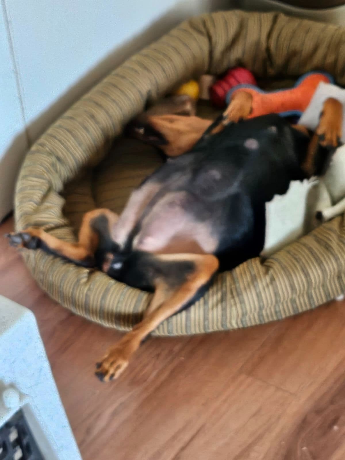 German Pinscher Pups breeder image 6