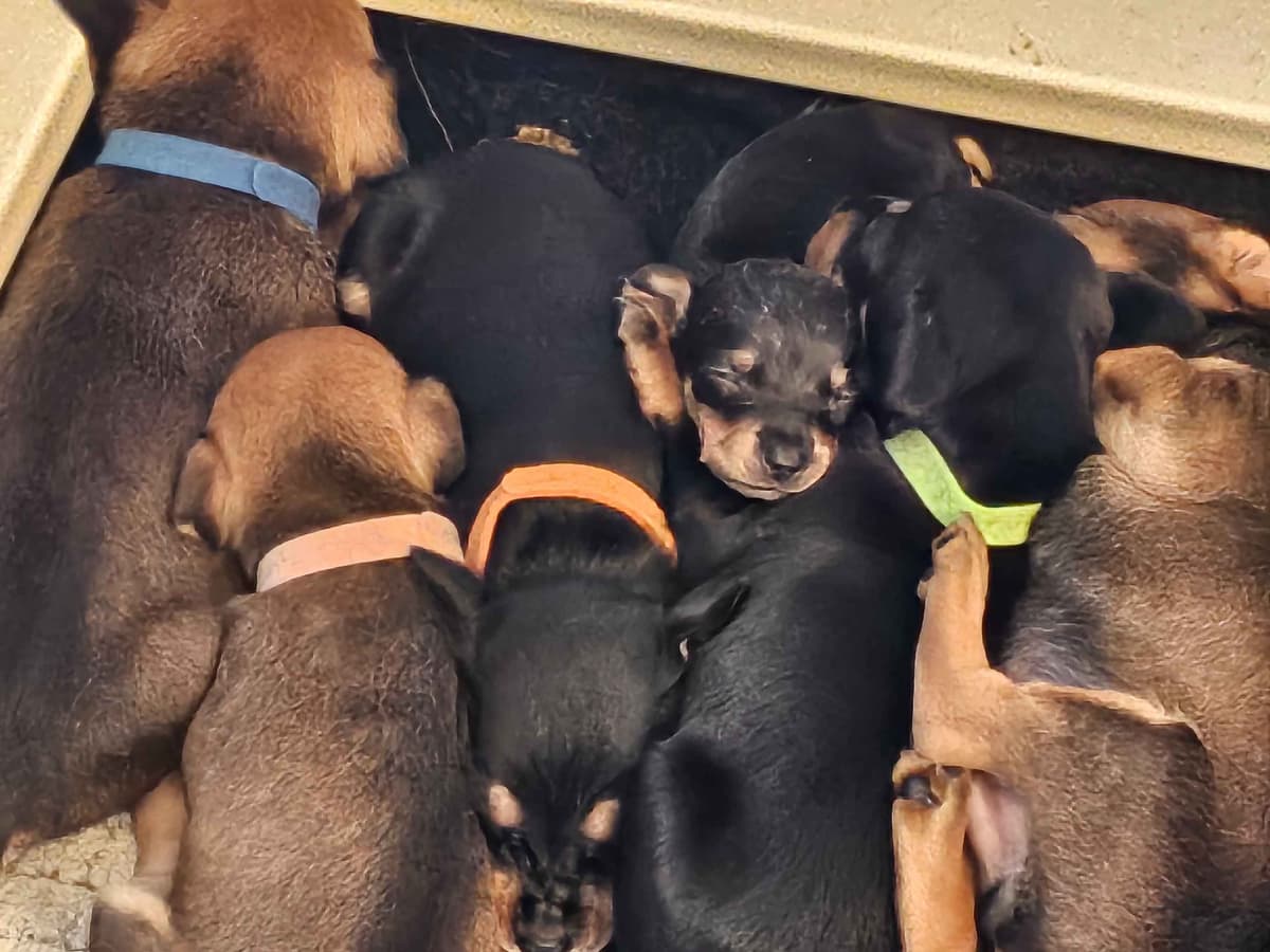 German Pinscher Pups breeder image 7
