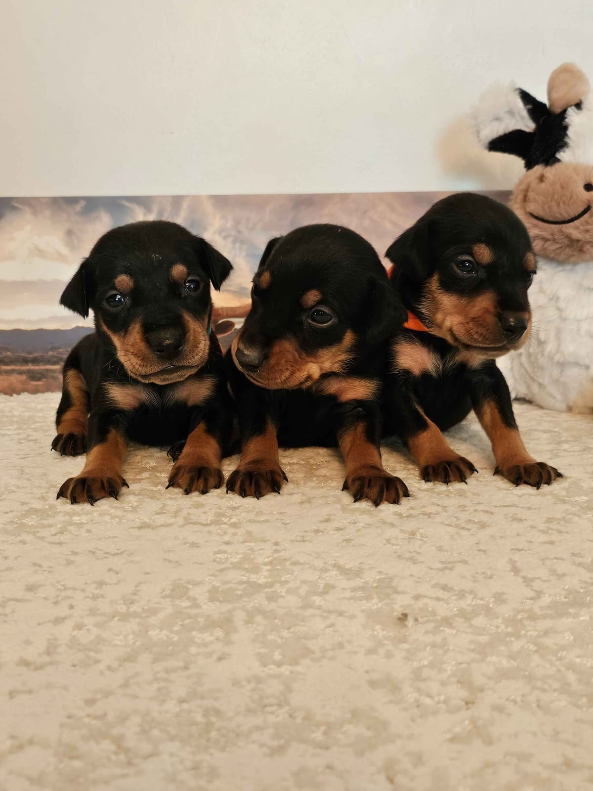 German Pinscher Pups breeder image 8