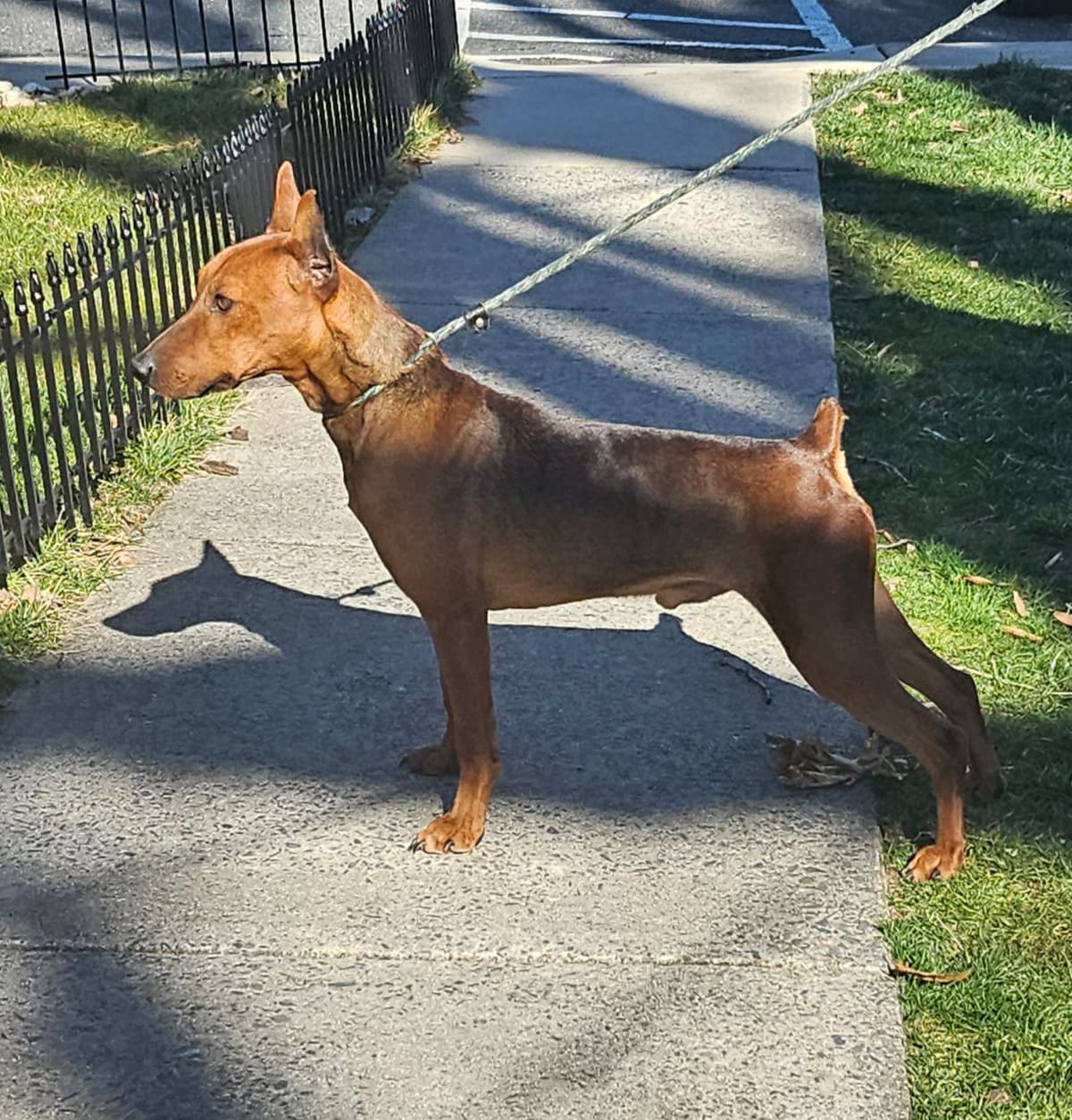 German Pinscher Pups breeder image 9