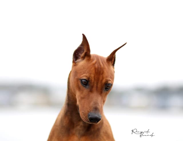 German Pinscher Pups media 2