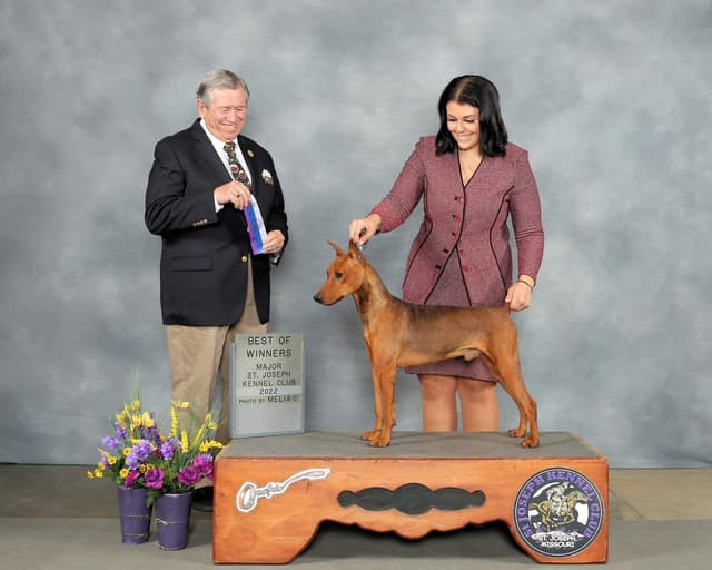 German Pinscher Pups media 3