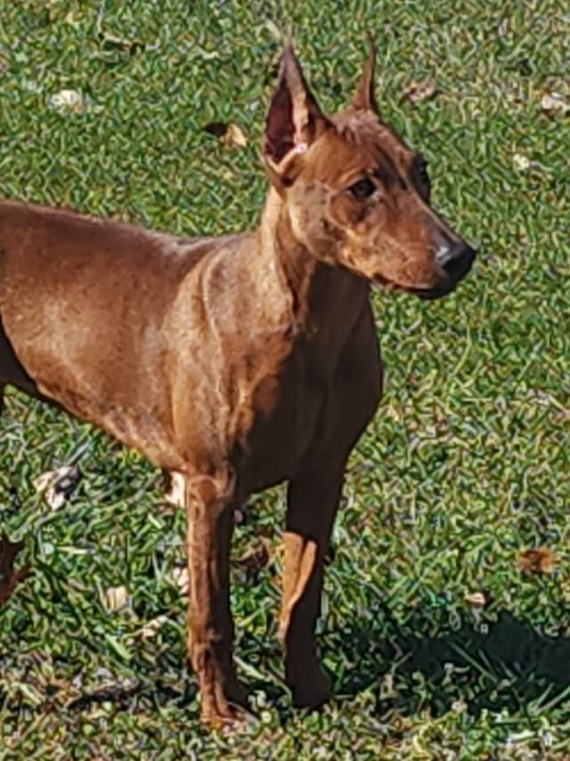 German Pinscher Pups media 4