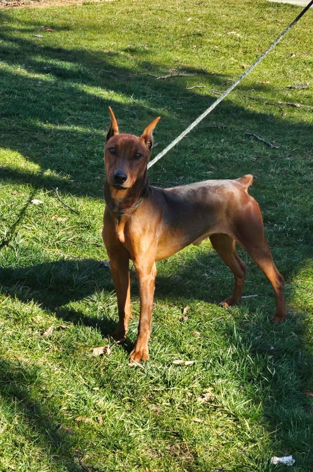 German Pinscher Pups media 5