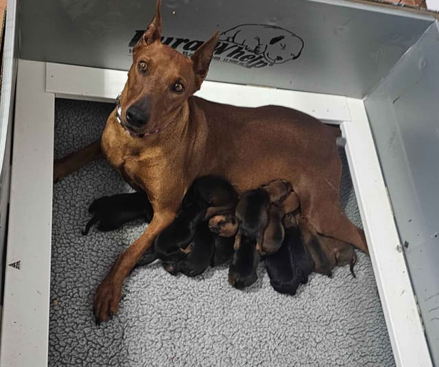 German Pinscher Pups media 6