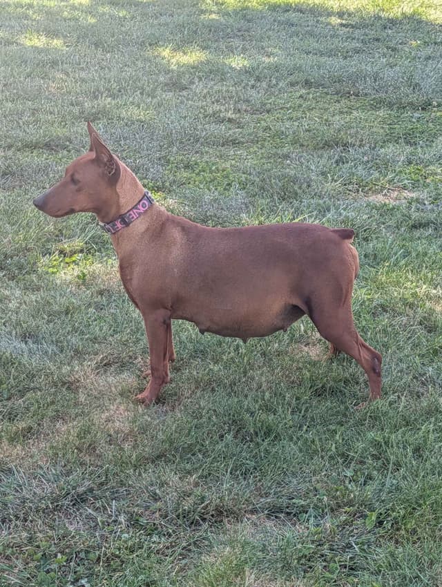 German Pinscher Pups media 7