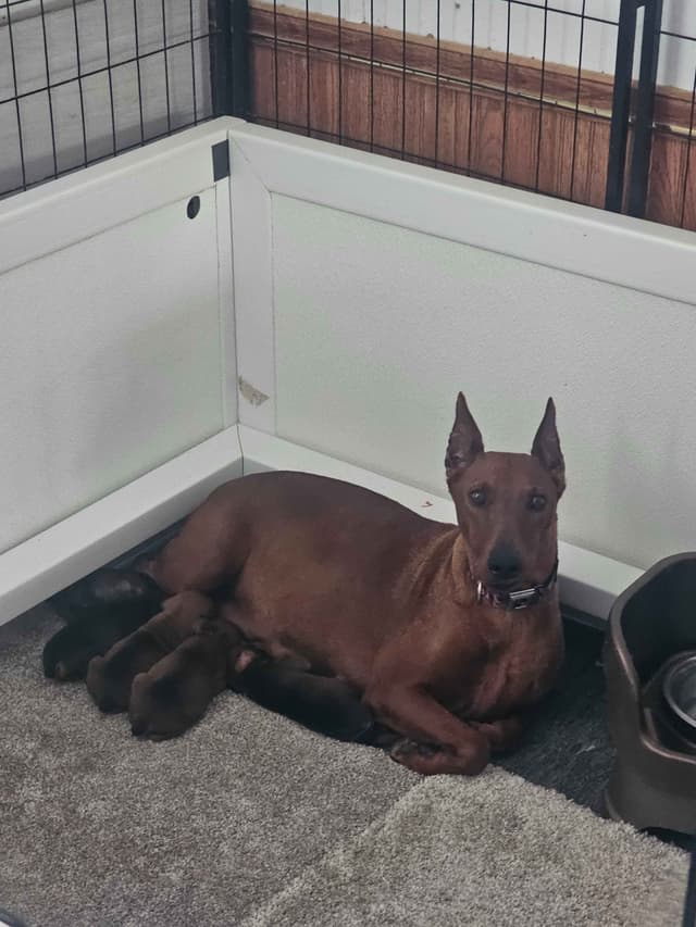 German Pinscher Pups media 8