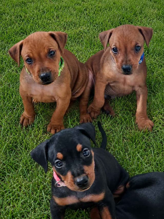 German Pinscher Pups media 9