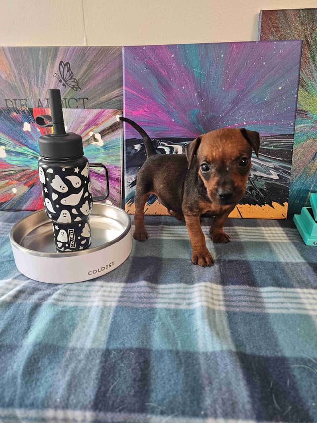 German Pinscher Pups media 10