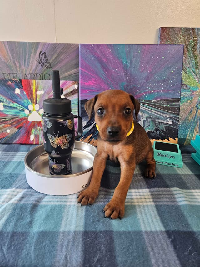 German Pinscher Pups media 13
