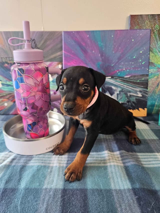 German Pinscher Pups media 15