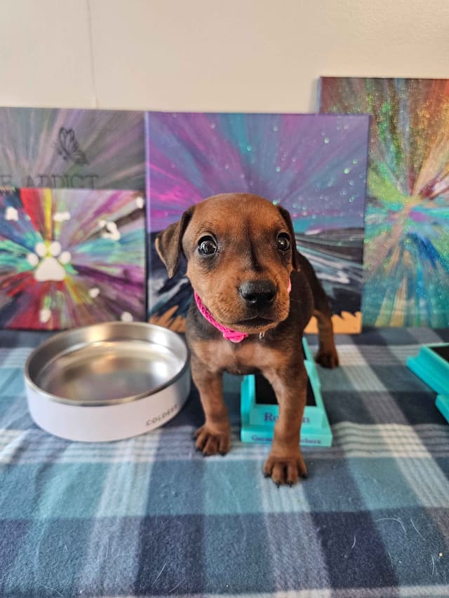 German Pinscher Pups media 16