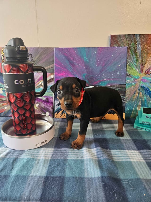 German Pinscher Pups media 17
