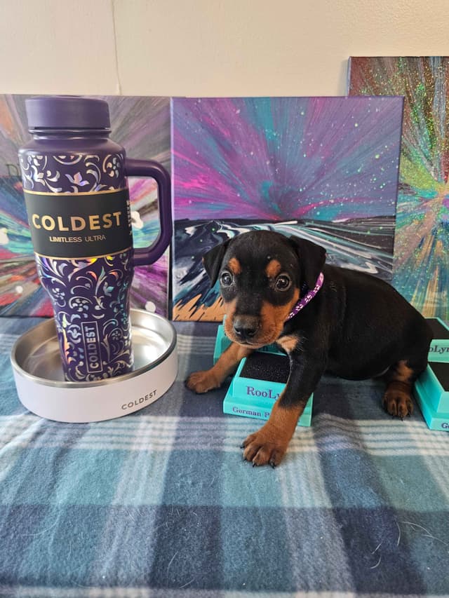 German Pinscher Pups media 18