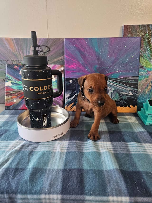 German Pinscher Pups media 19