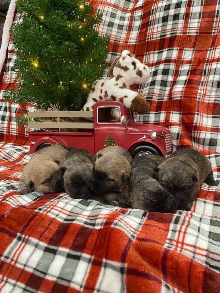 Cairn Terrier Puppies - Toto’s Two! breeder image 2