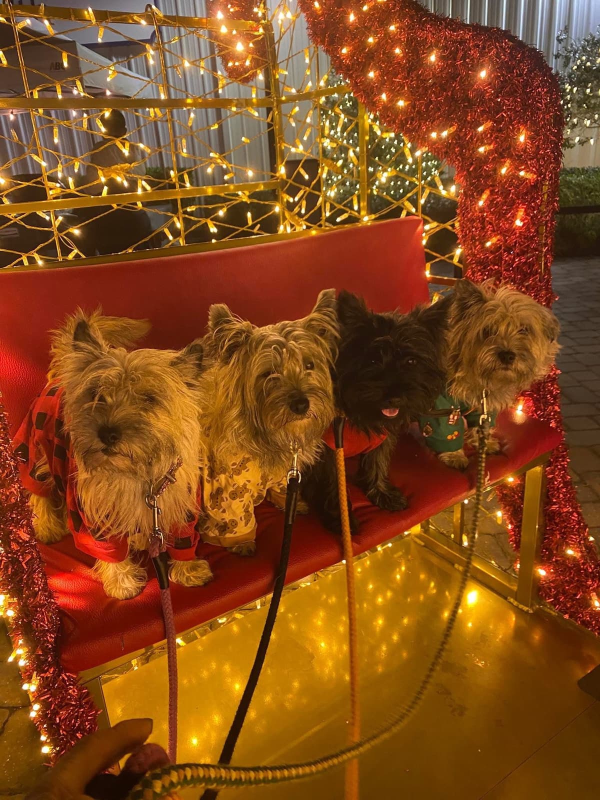 Cairn Terrier Puppies - Toto’s Two! breeder image 1