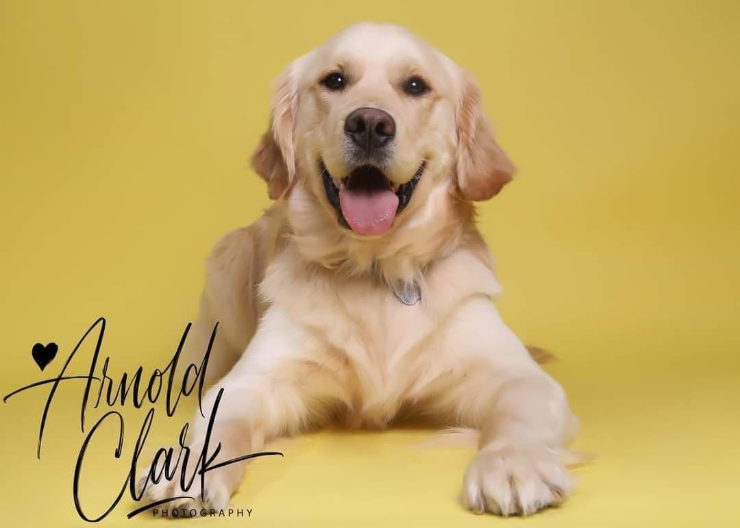 Golden Retriever Puppies breeder image 2