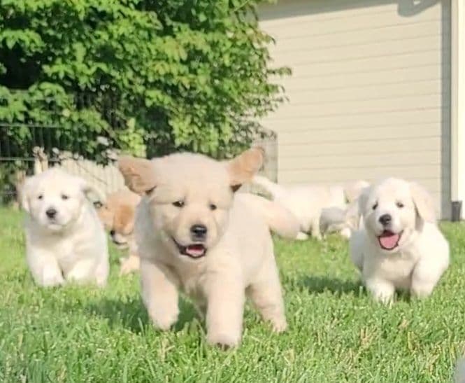Golden Retriever Puppies breeder image 4