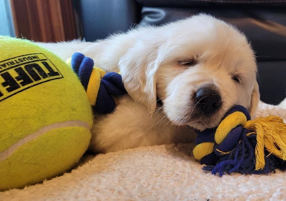 Golden Retriever Puppies breeder image 5