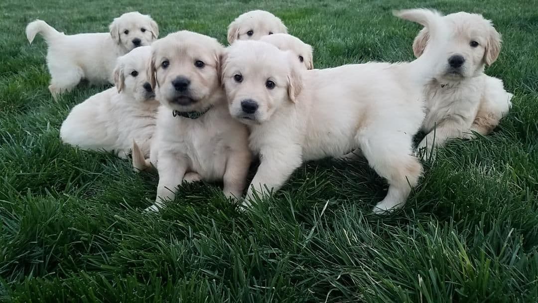 Golden Retriever Puppies breeder image 6