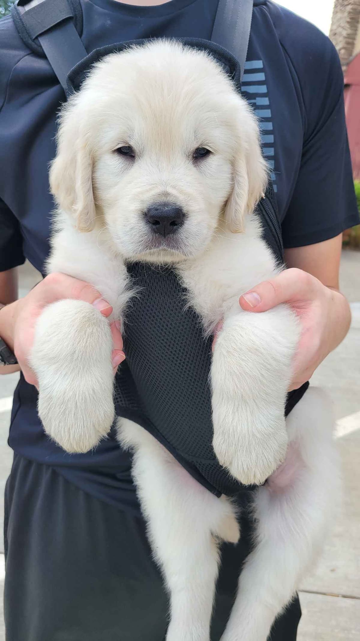 Golden Retriever Puppies breeder image 10