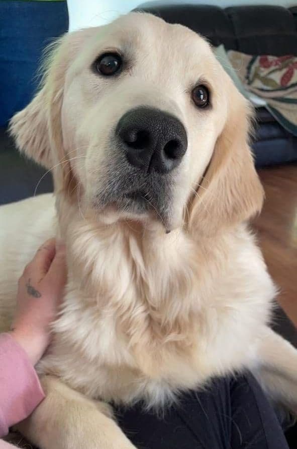Golden Retriever Puppies breeder image 11