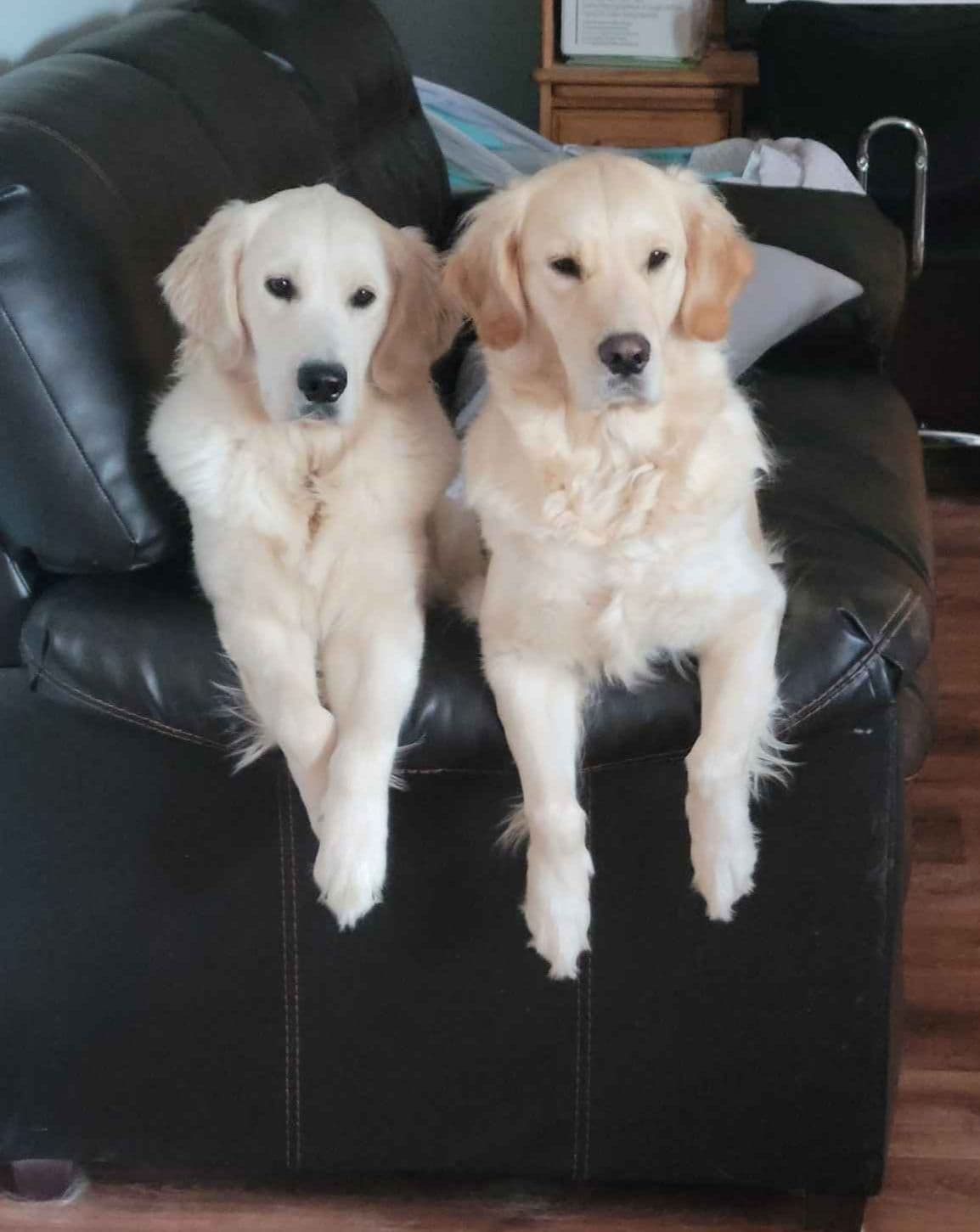 Golden Retriever Puppies breeder image 13