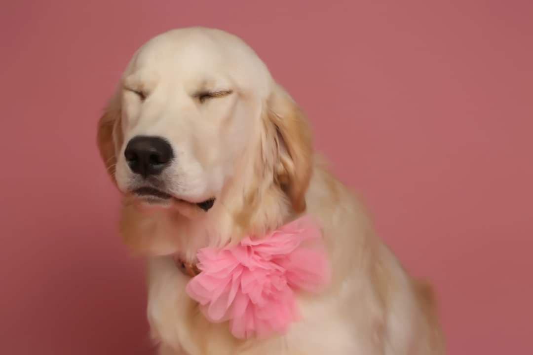 Golden Retriever Puppies breeder image 14