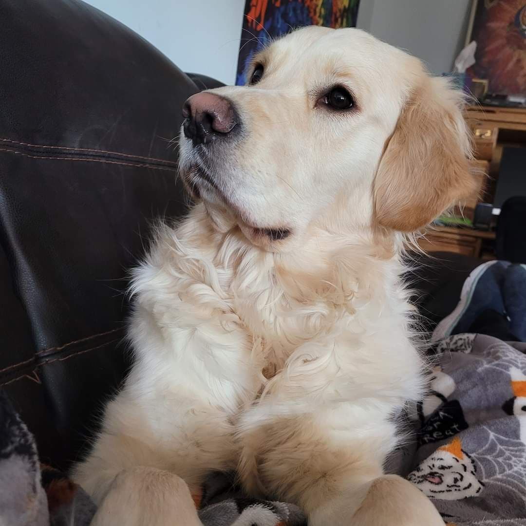 Golden Retriever Puppies breeder image 15