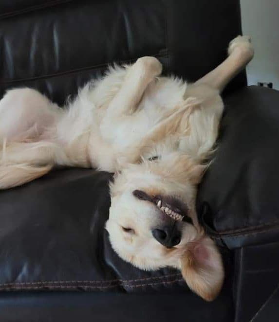 Golden Retriever Puppies breeder image 16