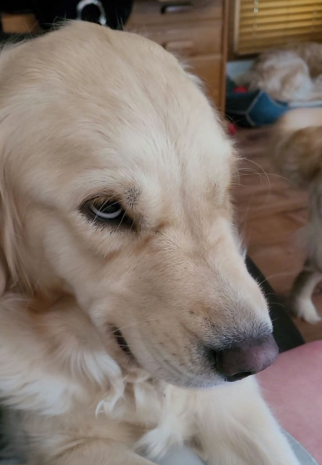 Golden Retriever Puppies breeder image 17