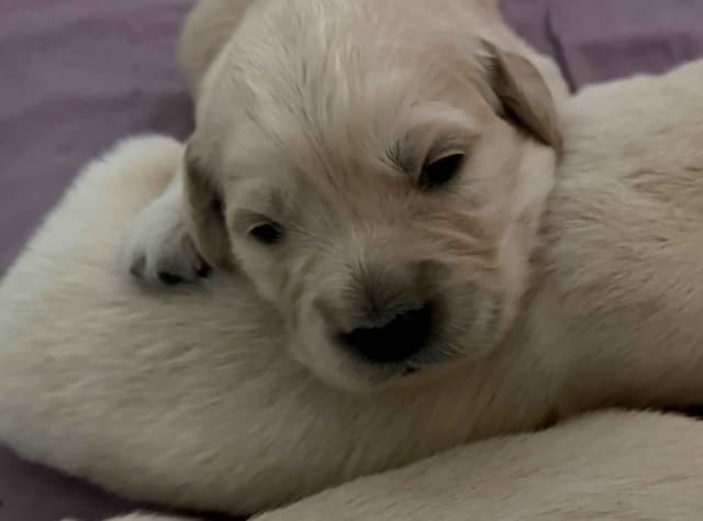 Golden Retriever Puppies media 2